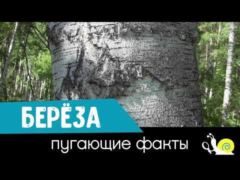 Берёза. Пугающие факты.