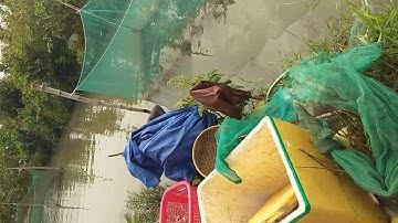 Cá lóc bay (khu du lịch cồn sơn Cần Thơ)