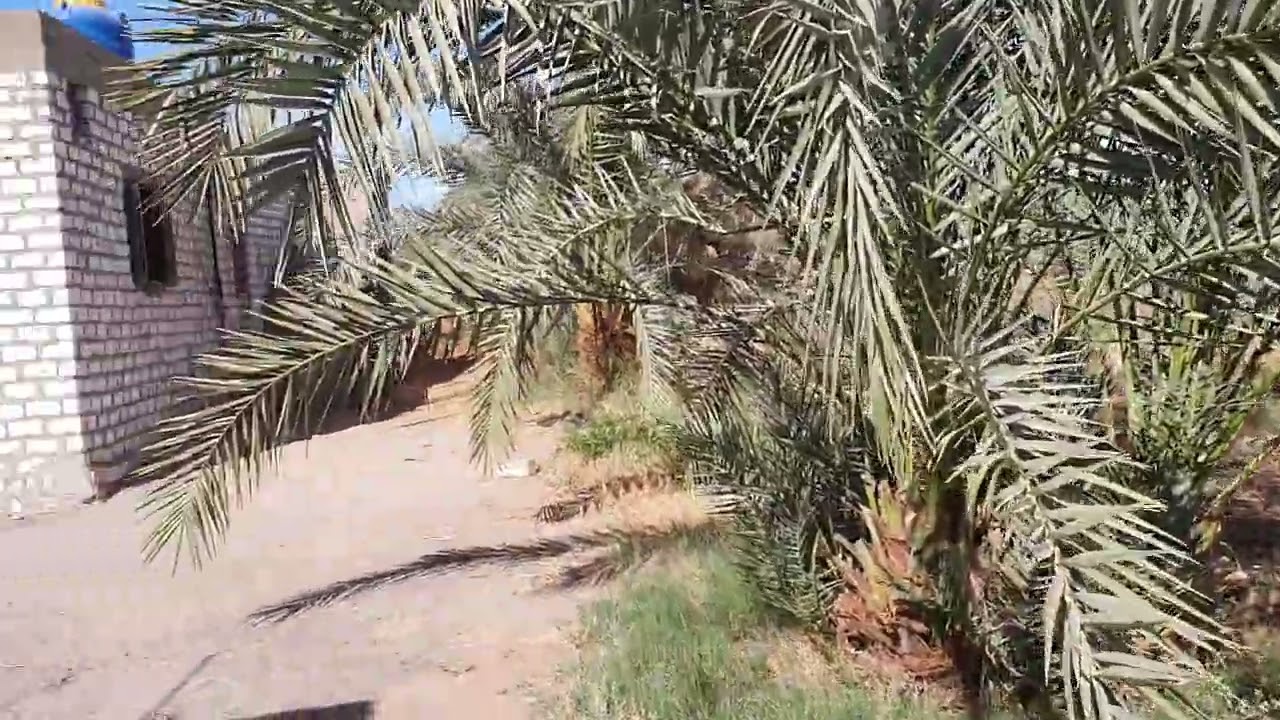 ارض زراعيه للبيع في الوادي الجديد الخارجه ٩ فدان ٣٥٠ نخله للاستفسار ٠١٠٠٧٢٧٨٢٤٢