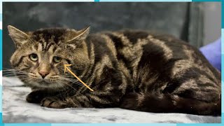 Depressed Shelter Cat Doesn't Look Like Himself In His New Home