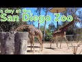 A day at the San Diego Zoo | San Diego, California