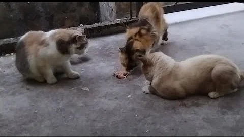 Video 2695721: cat funny animals compilation, cats compilation cute animals, animals baby cat funnycats