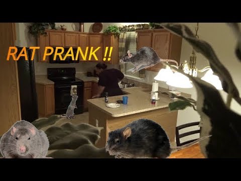 scary-rat-prank-on-girlfriend!!-hilarious-revenge-prank-wars!!