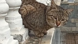 A Chill Day with Cats 😺 by in our daily lives 396 views 3 weeks ago 9 minutes, 14 seconds
