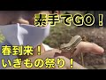 【いきもの祭り！】春到来！カナヘビ、カエル、ザリガニ大集合！
