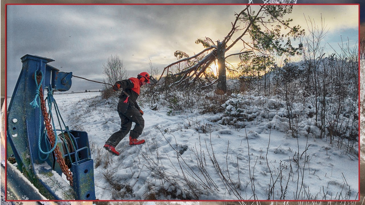 Luttisaaren puut, poikki.