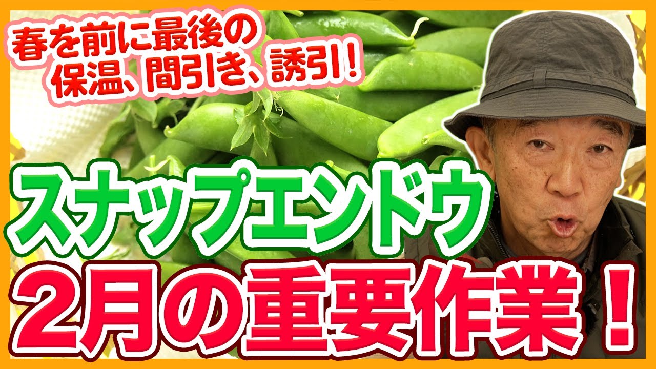 家庭菜園や農園のスナップエンドウ栽培で2月の重要作業！春を迎える前にやるべきお世話とスナップエンドウの育て方！【農家直伝】