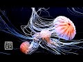 Jellyfish and 🛸Floating Sound,12 hours. Listen to it as BGM and make changes in your🙏mind & body.