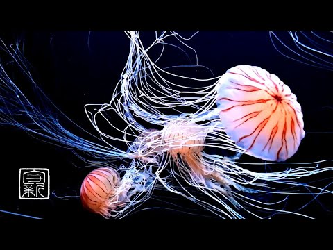 Video: Je, cnidarian ni jellyfish?