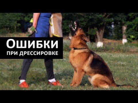 Основные ошибки дрессировки собак