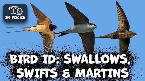 Identifying House Martins, Barn Swallows & Common Swift: A Complete Guide