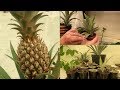 Как вырастить и получить плоды ананаса в домашних условиях.  Советы от Виолетты