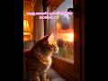 #RainyDayVibes #StormView #CatWatchingRain #HeavyRainVideo #SriLankaCats #PetsOfTikTok