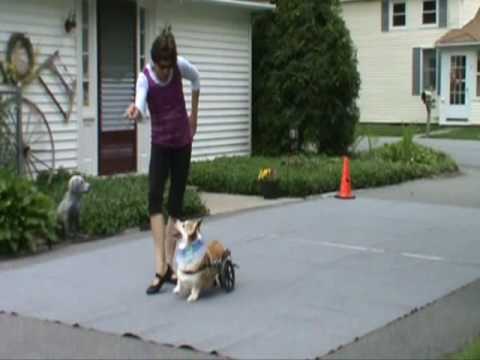 Winston: The Incredible, Inspirational Corgi on Wheels!