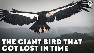 The california condor is biggest flying bird in north america, a title
that it has held since late pleistocene epoch. it's just one example
of an org...