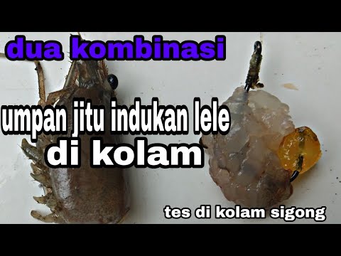 racikan umpan mancing lele.catching fish 