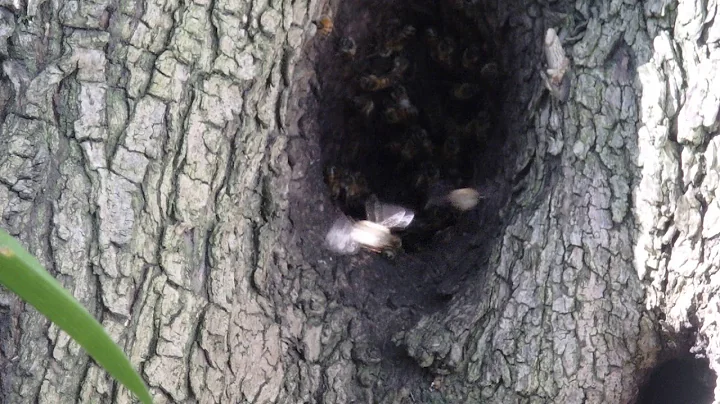 Bees in Tree - Pollen collection