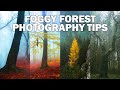 My Best 12 Tips for Foggy Forest Photography plus a TON of Secondary TIPS