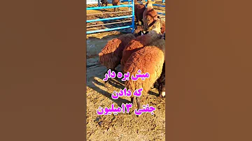 میش بره دار که دادن جفتی ۱۳ میلیون میش بره گوسفند گوسفندان حسن وجدانی بازاردام نیشابور 