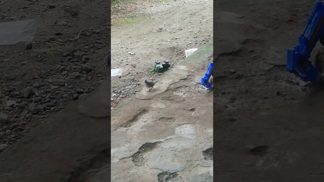Jinaknya burung perkutut ini walau hidup di alam liar 