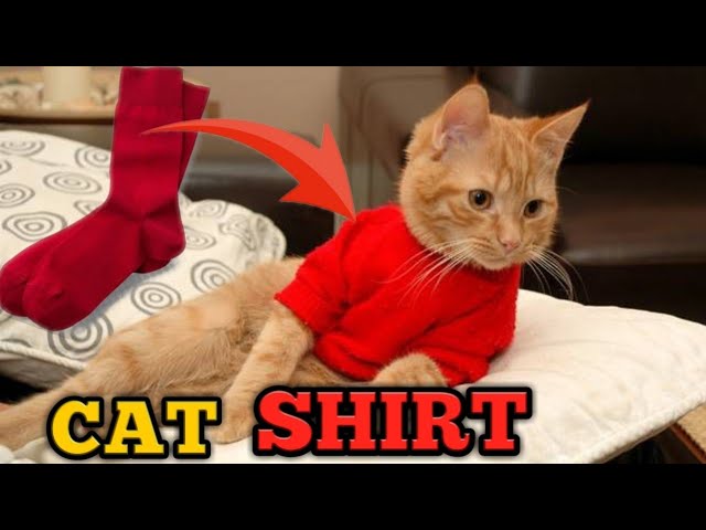 Diy cat shirt with socks at home 