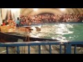 Кировский дельфинарий 2017