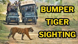 Bumper Tiger Sighting in Dhikala Safari | Tiger swims | Pedwali and Cubs | Jim Corbett Jungle Safari