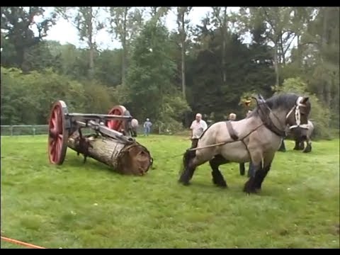 THE STRONGEST Draft Horse