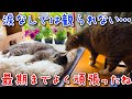 ミニーが虹の橋を渡りました…最期まで必死に生きようと頑張りました…