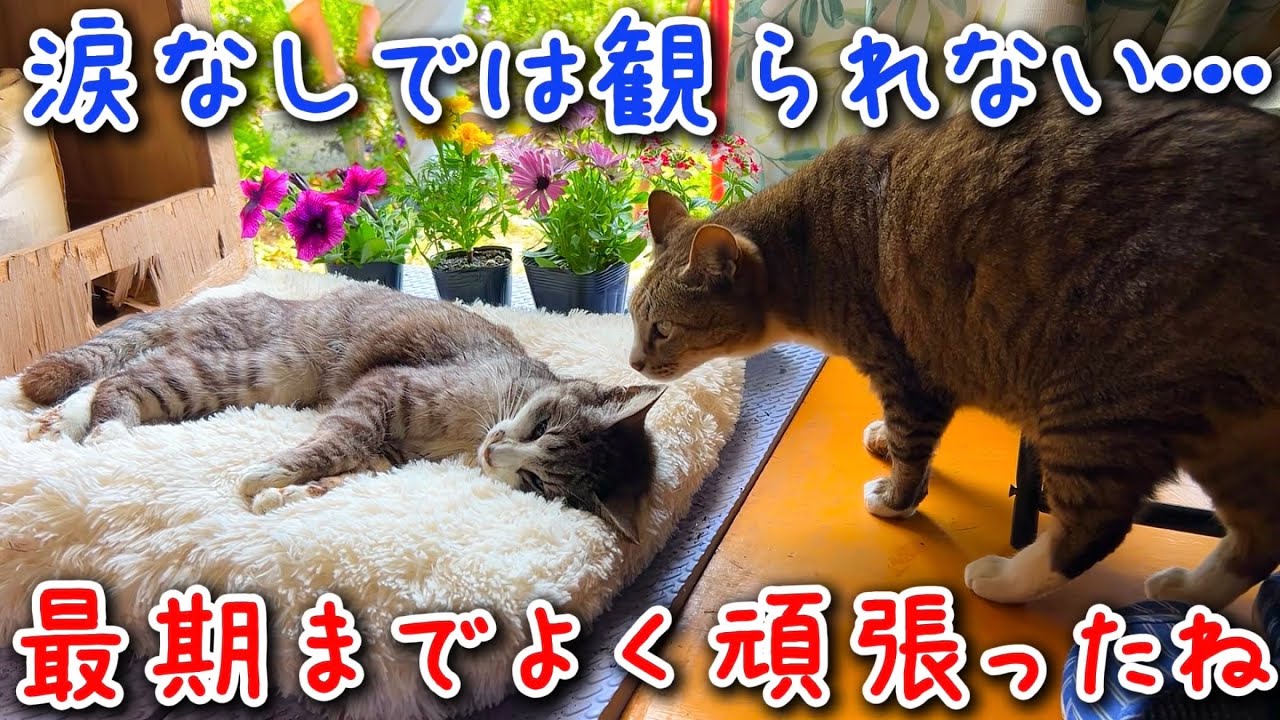 ミニーが虹の橋を渡りました…最期まで必死に生きようと頑張りました…