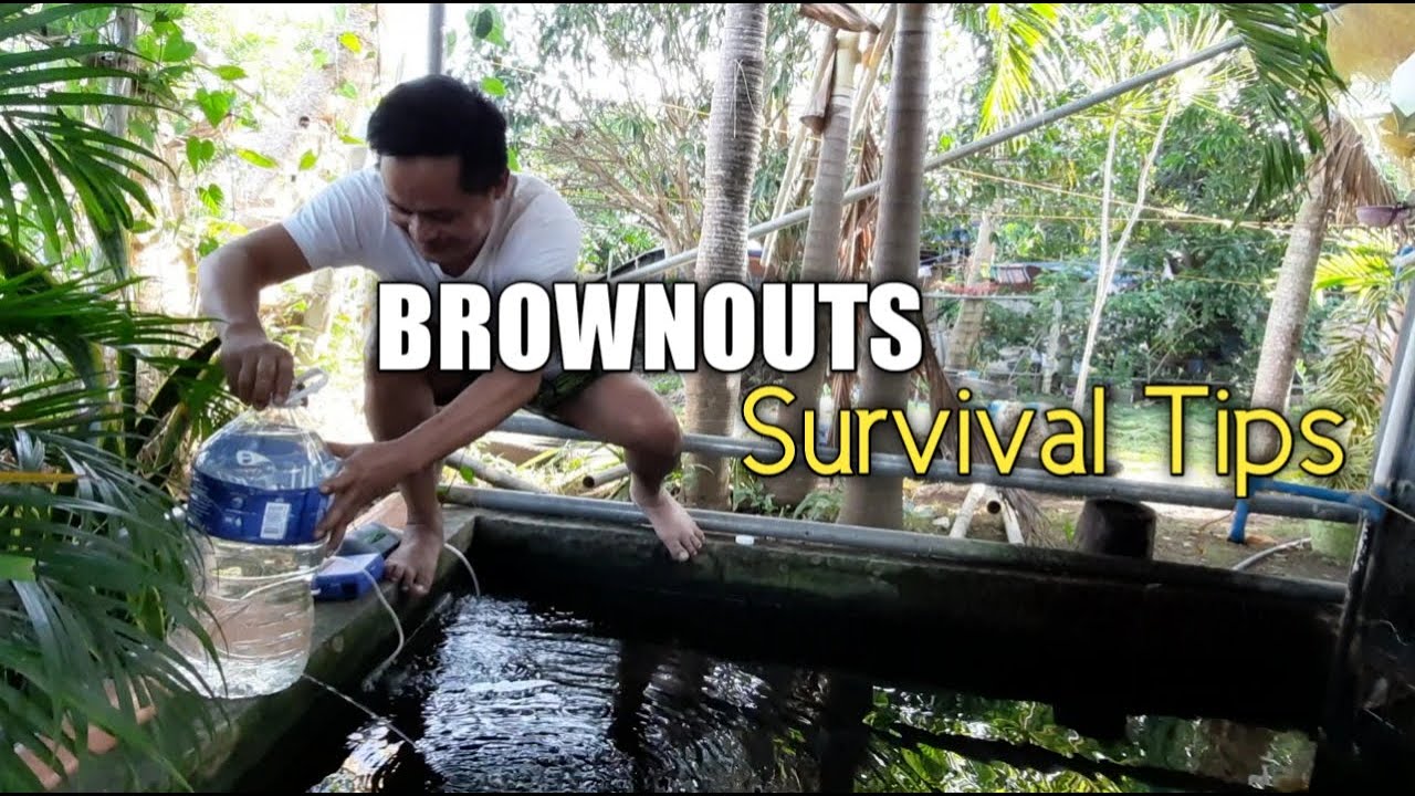 Brownout Survival Tips For Koi Fish