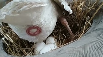 How duck laying eggs🥚🥚🥚🥚🥚🥚🥚🥚🥚🥚🥚