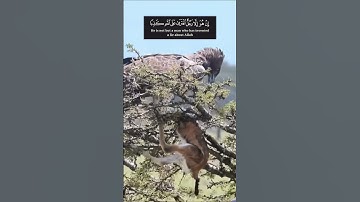 تلاوة خاشعة من سورة المؤمنون بصوت ياسر#وائرل_تلاوت  #QuranViral  #NatureAndQuran