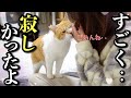 さみしかった！仕事から帰ったら嬉しさを爆発させる猫