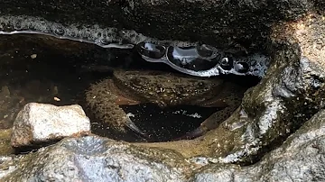 Interview with crab on trek Fortes de São Sebastião #nature #funny #beautiful #asmr #animals #azores