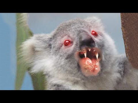 Australia The 11 Most Dangerous Animals Youtube