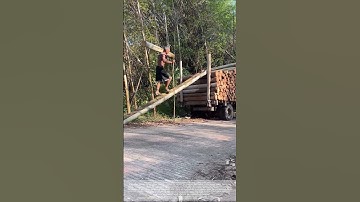 Workers carry timber on their shoulders: A record of loading timber in the forest area