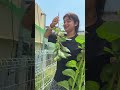 নিজের বাগানের টাটকা পুঁইশাক আর ডাটা🌿আমার বর একটা গাছও বাদ রাখে নি ❤️বেথর শাক বড় হলে বাটা হবে ।।