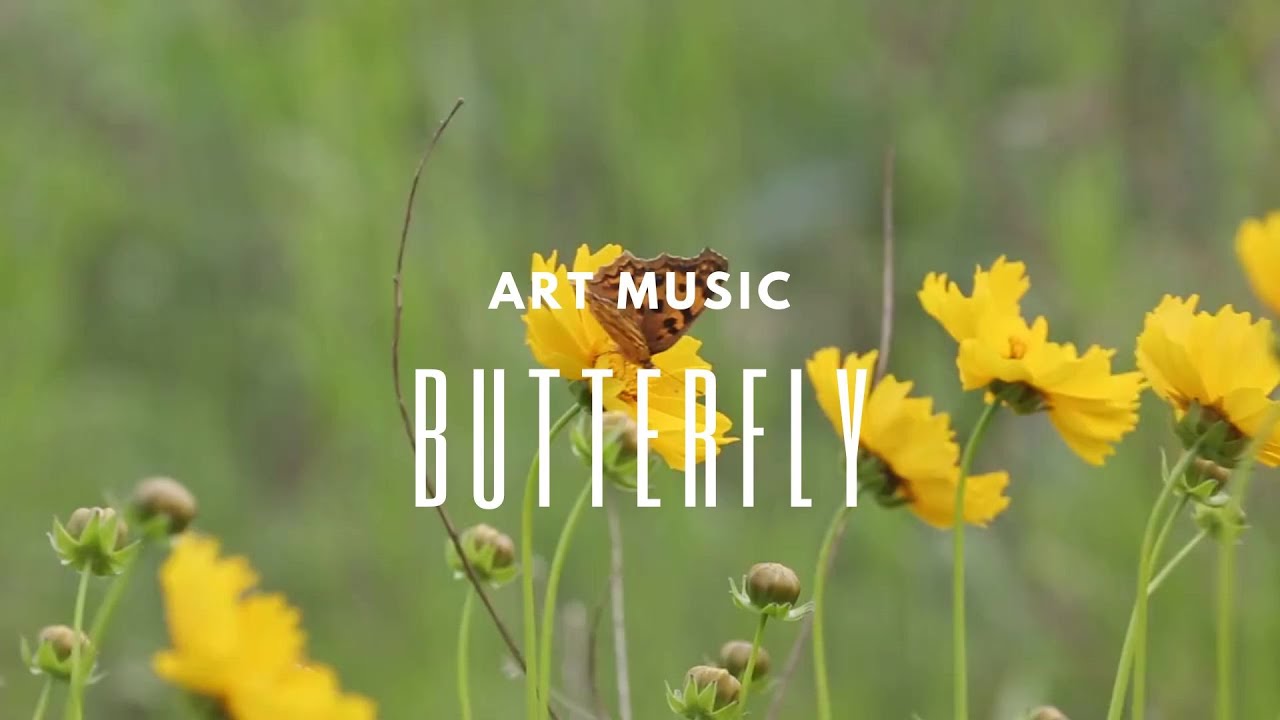 Art Music - Butterfly - YouTube