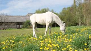 Fauvette