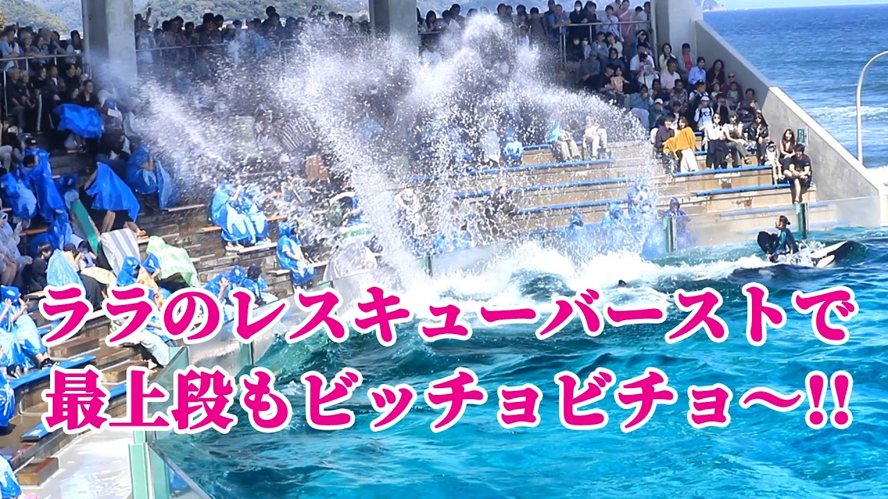 シャチの尾ビレパワー炸裂!!悲鳴と歓声でパニック寸前! 鴨川シーワールド シャチショー KamogawaSeaWorld orca killerwhale