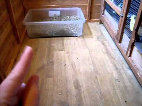 Why you should get a shed for your bunny - YouTube