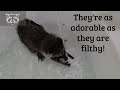 Stitch the Baby Raccoon Turns Bath Time Into a Full-On Water Park 😂🦝🛁 (He’s Too Smart for This)