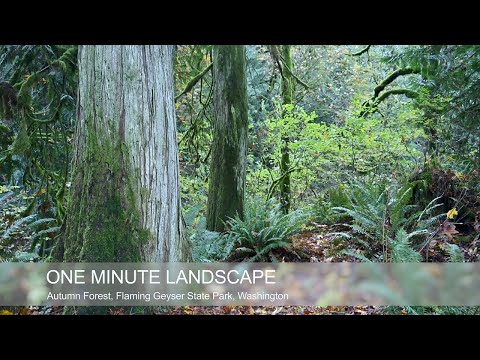 One Minute Landscape   Autumn Forest, Flaming Geyser State Park, Washington