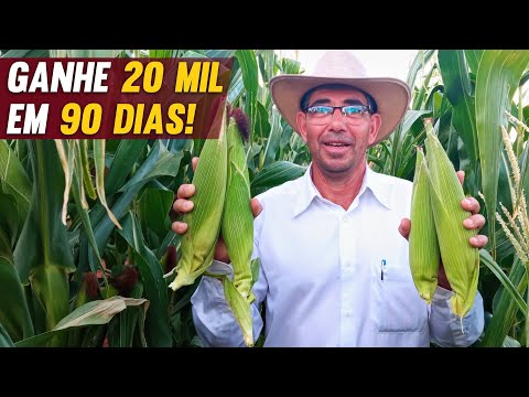 Vídeo: Que tipo de região seria um campo de milho?