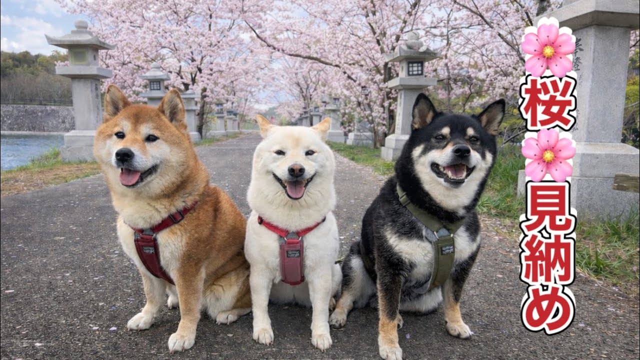Three Shiba Inu] This year's last cherry blossom viewing! Rimaru's