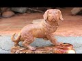 The dog sculpture is so cool | TUAN WOOD CARVINGS
