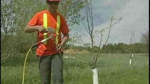 Deep Root Fertilizing trees