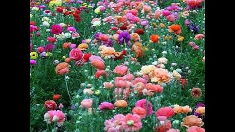 سورة الاخلاص مكررة بصوت جميل جدا ( سعد الغامدي)