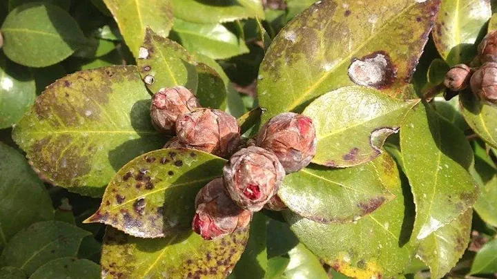 茶花叶片为什么发黄干枯？1分半钟弄明白，几招治好它 - 天天要闻